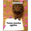 Animales 11
