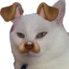 Smudge Lord (Gato Meme) 10