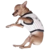 chihuahua 14