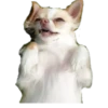chihuahua 15