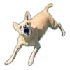 chihuahua 16