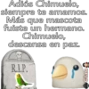 Adiós Chimuelo,
siempre te amamos.
Más que mascota
fuiste un hermano.
Chimuelo,
descansa en paz.
R.I.P.