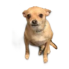 chihuahua 17