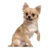 chihuahua 18