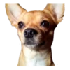 chihuahua 19