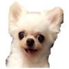 chihuahua 21