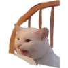 Smudge Lord (Gato Meme) 13