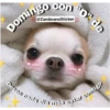 Animales 16