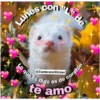 Animales 17