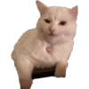 Smudge Lord (Gato Meme) 14