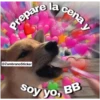 Animales 22