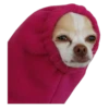 chihuahua 22