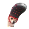chihuahua 23