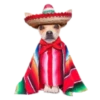 chihuahua 24