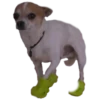 chihuahua 25