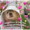Animales 26