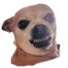 chihuahua 26
