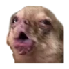 chihuahua 27