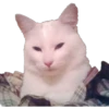 Smudge Lord (Gato Meme) 18