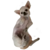 chihuahua 29
