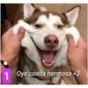 Secuencias de perritos  2 5