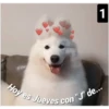Secuencias de perritos  2 6