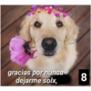 Secuencias de perritos  2 8