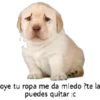 PERRO 1 5