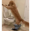 En esta  amamos los perros 8