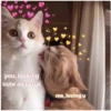 Love cats 2 13