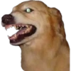 En esta  amamos los perros 9