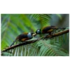 Ecuador 9