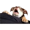 En esta  amamos los perros 12