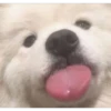 En esta  amamos los perros 13