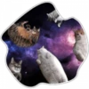 Gatos do espaço 7