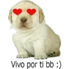 PERRO 1 6