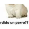 PERRO 1 7