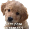 En esta  amamos los perros 14