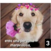 Secuencias de perritos  2 9