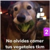 Secuencias de perritos  2 11
