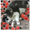 Love cats 2 15