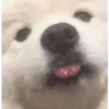 En esta  amamos los perros 15