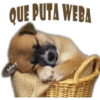 QUE PUTA WEBA
MIKE
