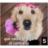Secuencias de perritos  2 13