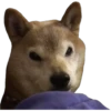 En esta  amamos los perros 17