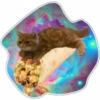 Gatos do espaço 16