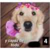 Secuencias de perritos  2 14