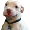 En esta  amamos los perros 19