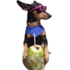 En esta  amamos los perros 22