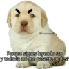 PERRO 1 10